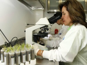 Para conocer más sobre la investigación de Beatriz Guerra y otros estudios de la UDES puede consultar la página: http://biotecnologiaagroambiental.amawebs.com.