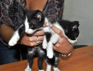 Estos gaticos buscan un hogar que los adopte.