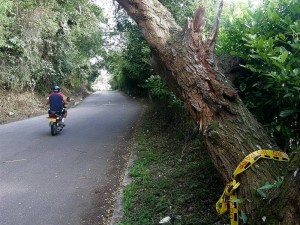 En la vía a Pan de Azúcar, por Terrazas, este árbol amenaza con caer sobre algún vehículo o motociclista, como se observa en la foto.