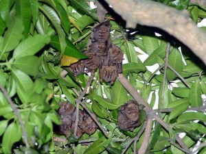 En frutales y árboles frondosos permanecen los murciélagos.