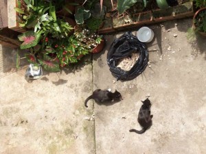 En la foto se pueden observar varios gatos en el patio comiendo desperdicios.
