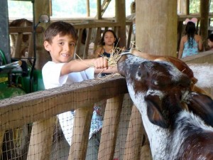 Algunos institutos también tienen como opción paseos ecológicos como las caminatas y actividades de campo con animales para menores entre los 6 a 12 años.
