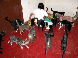 Cerca de 100 gatos tiene Norma Pradilla que serán luego trasladados al albergue de Lebrija, que construye con la ayuda de los amigos de los animales. ( Fotos Javier Gutiérrez ) 
