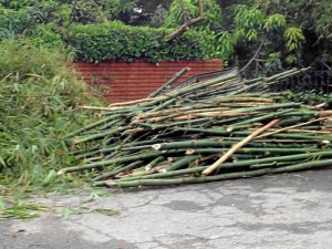 Estos fueron los bambúes talados hace una semana en Los Cedros, según la denuncia del Periodista del Barrio.