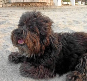 Este es Zizu, el perrito perdido en Conucos.