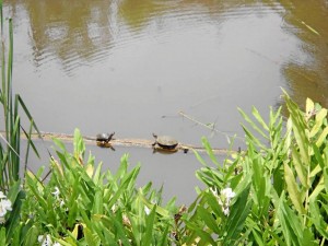 Las tortugas (de varias edades) salen a tomar en sol en esta represa. (Foto Tatiana Celis)