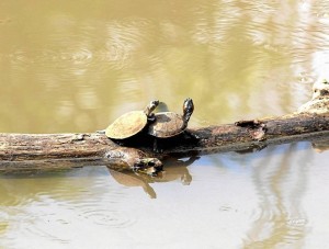 Las tortugas (de varias edades) salen a tomar en sol en esta represa. (Foto Tatiana Celis)
