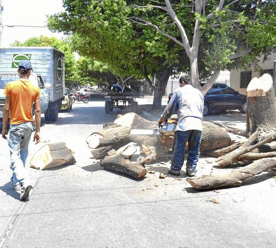 Crecen las denuncias por tala de árboles en Cabecera. (Foto de archivo y referencia).