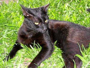Vecina de Pan de Azúcar pide que el gato negro que amenaza a otros de su es-pecie sea controlado por sus dueños