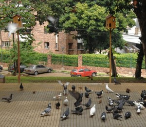 Los palomares por la Alcaldía de Bucaramanga están ubicados en el centro del parque Los Sarrapios. - Jaime Del Río / GENTE DE CABECERA