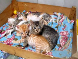 Como estos gatos hay muchos más en la Gatera Doña Felisa esperando un hogar que los adopte. - Suministrada /GENTE DE CABECERA