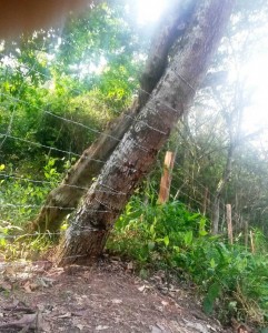 Este es el árbol que el Periodista del Barrio menciona. - Suministrada /GENTE DE CABECERA