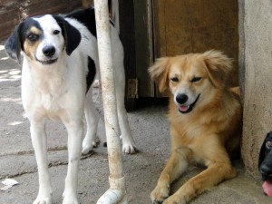 Estas son unas de las mascotas en adopción de la Fundación Caridad Animal. - Suministrada /GENTE DE CABECERA