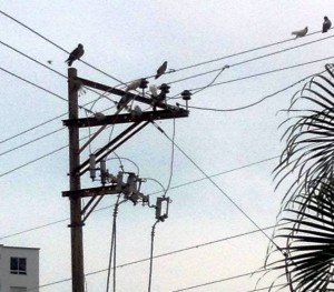Con esta fotografía el ciudadano demuestra la cantidad de palomas que se avistan en las cuerdas de los postes. - Suministrada / GENTE DE CABECERA