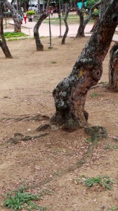 La sequía se nota en el terreno y en las raíces de los árboles del parque San Pío.