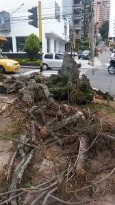 Este fue el árbol talado. - Suministrada Jorge González / GENTE DE CABECERA
