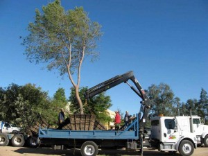 Jorge Afanador, arquitecto, urbanista y ambientalista propone que, como se ha hecho en varias ciudades del mundo, se trasplanten los árboles que interrumpen las obras del tercer carril