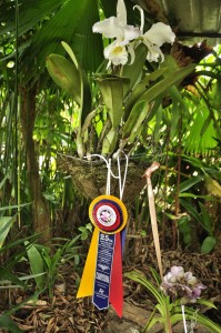 Esta fue la orquídea ganadora en el juzgamiento efectuado ayer.  - Laura Herrera/ GENTE DE CABECERA