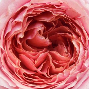 Rosa ‘Romantique’