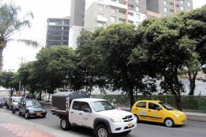 Una líder del sector de Mejoras Públicas solicita la poda de 22 árboles del separador de la avenida La Rosita, de la carrera 27 a la 28. - Fabián Hernández / GENTE DE CABECERA