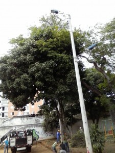 Este es el árbol de mamón que podría ser talado para construir la primera cancha del barrio Las Mercedes. - Suministrada / GENTE DE CABECERA