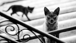 Los gatos sobre los tejados de un grupo de casas del sector tienen ‘en jaque’ a los vecinos. - Tomada de Internet / GENTE DE CABECERA