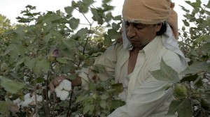 Las escenas de los cultivos de algodón fueron grabadas en el departamento del Cesar.