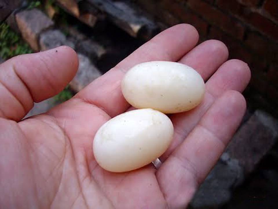 Resultado de imagen para huevos de tortuga