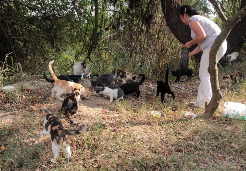 María Odilia Ramírez alimenta a cerca de 28 gatos en Pan de Azúcar