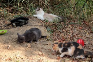 Gatos en Altos de Pan de Azúcar.
