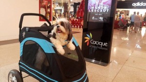 Los coches paseadores pueden ser usados exclusivamente por perros que no excedan los 15 kg de peso. - Suministrada / GENTE DE CABECERA