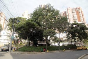 La excesiva altura de los árboles genera riesgos para los transeúntes y las viviendas aledañas. - Javier Gutiérrez/GENTE DE CABECERA