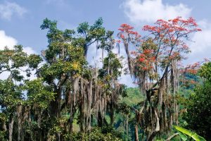 Esta iniciativa busca rescatar del olvido los árboles nativos colombianos. - Archivo/GENTE DE CABECERA