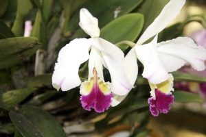 La exposición de orquídeas se llevará a cabo en el Jardín Botánico.  - Archivo/GENTE DE CABECERA