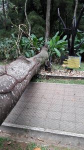 La caída de árboles que se ha presentado recientemente es motivo de preocupación para los visitantes del parque La Flora. - Suministrada/GENTE DE CABECERA