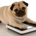 Obesidad en las mascotas,  un problema que va en aumento