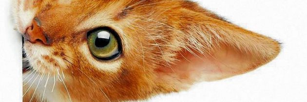 Mitos y realidades sobre el toxoplasma en los gatos