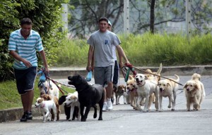 Perros en Cabecera