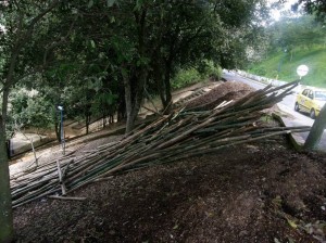 Estos palos de bambú fueron abandonados a mediados de octubre de 2010.