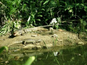 Una babilla de aproximadamente dos metros de largo y otra más pequeña fueron captadas por la lente de nuestro fotógrafo.