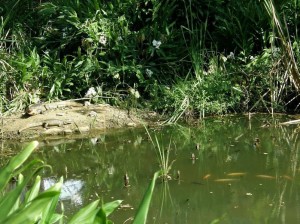 Esta imagen fue tomada la semana pasada. Además de babillas y mojarras, en la zona también hay iguanas.