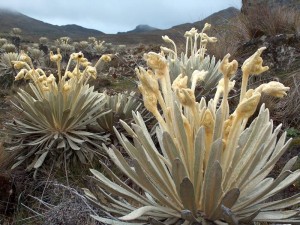 Importancia del medio ambiente y un desarrollo sostenible