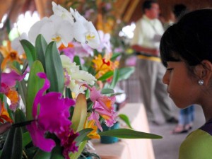 Exposicion De Las Mejores Especies De Orquideas