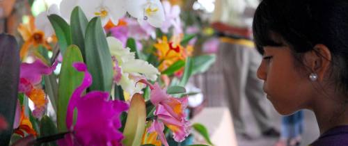 Las mejores orquídeas en Lagos del Cacique