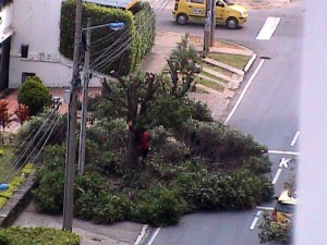 Asi se hizo la poda en la calle 42