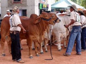 Ya viene  Agroferia inicia la primera semana de abril