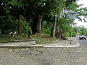 El crecimiento de la raíz afecta el  pavimento en la calle 55 con carrera 36.