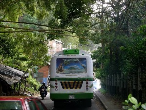 En la vía a Lagos del Cacique, las ramas de estos bambúes se sostienen por las redes de energía o telefonía.