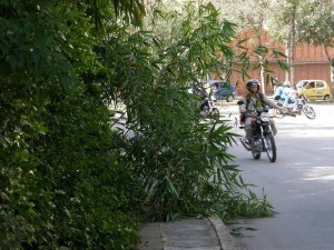 Aunque ya no existe en el sitio, esta rama permane-ció varios días obstaculizando el paso de los peatones en el andén del parque La Flora.