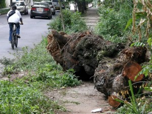 Estos trocos están entorpeciendo el paso de peatones en la vía a Terrazas, a pocos metros del CAI.